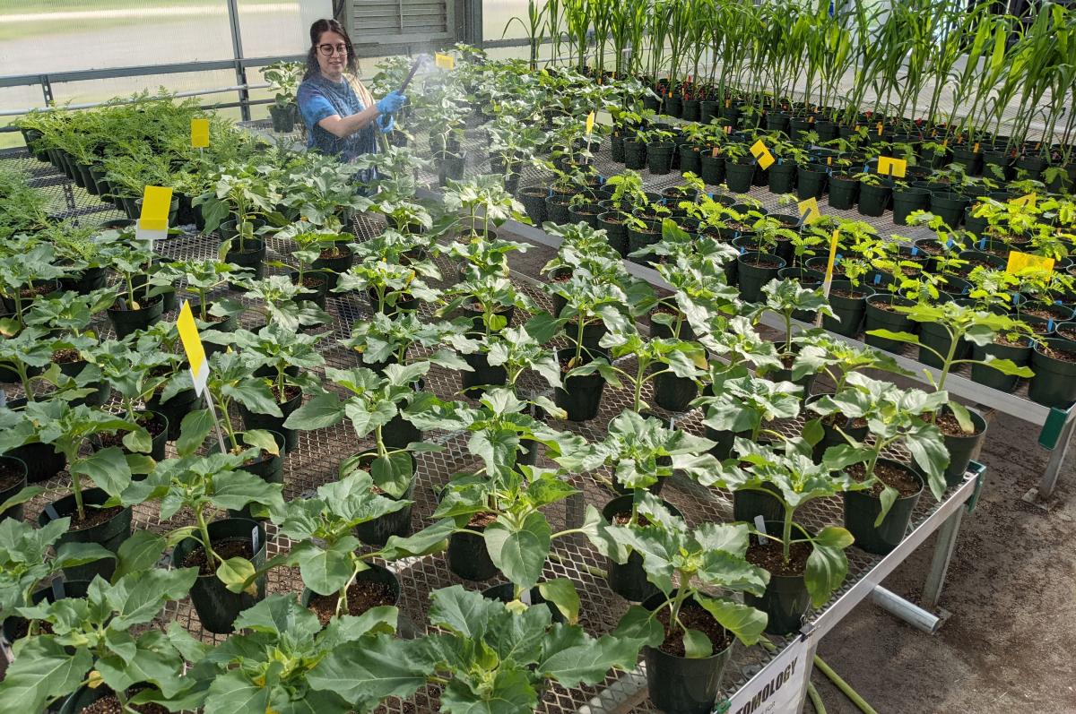 Araceli Gomez Villegas watering plants