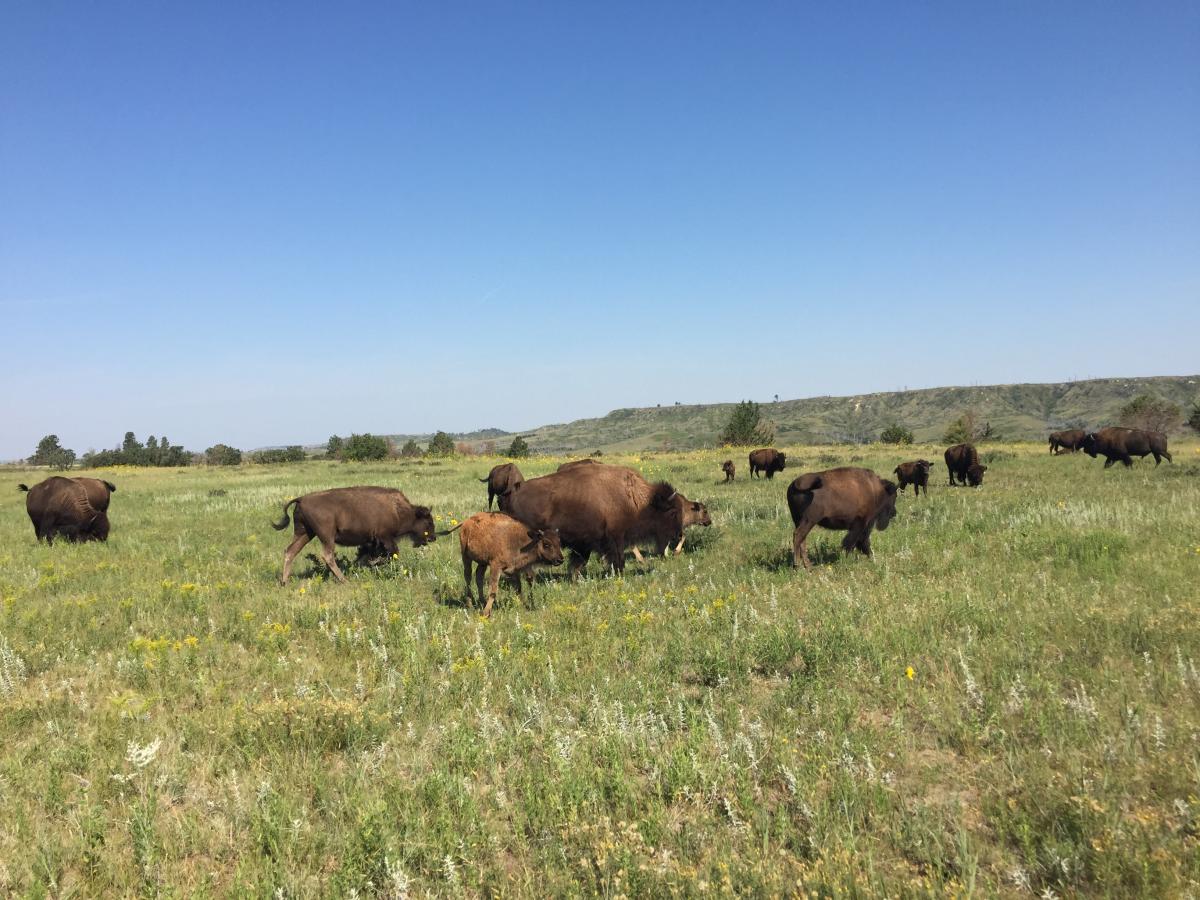 Nebraska bison