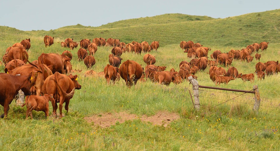 cattle in field