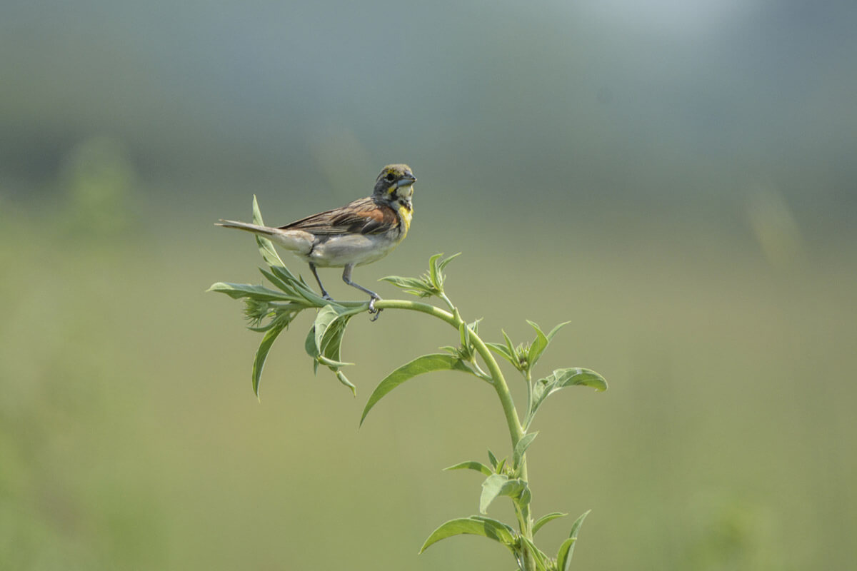 Small bird sits on a stem of a plant in the prairie