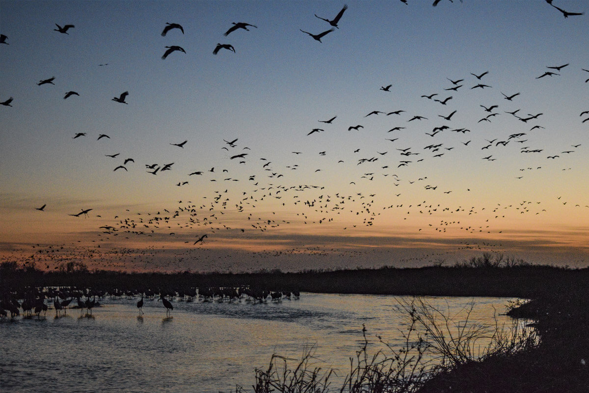 Cranes flying at dusk