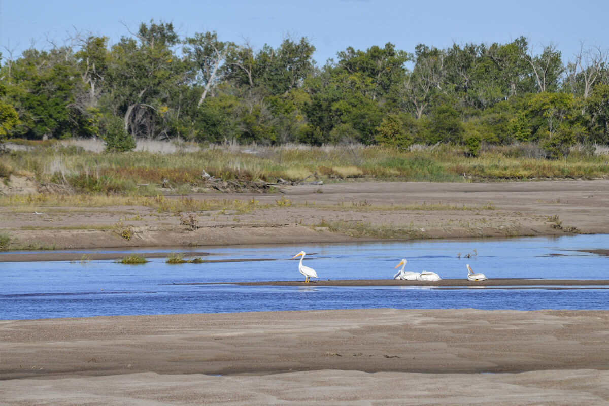 Cranes wade through Platte River