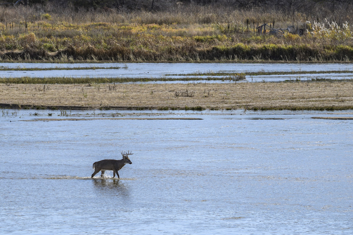 Deer wades through Platte River