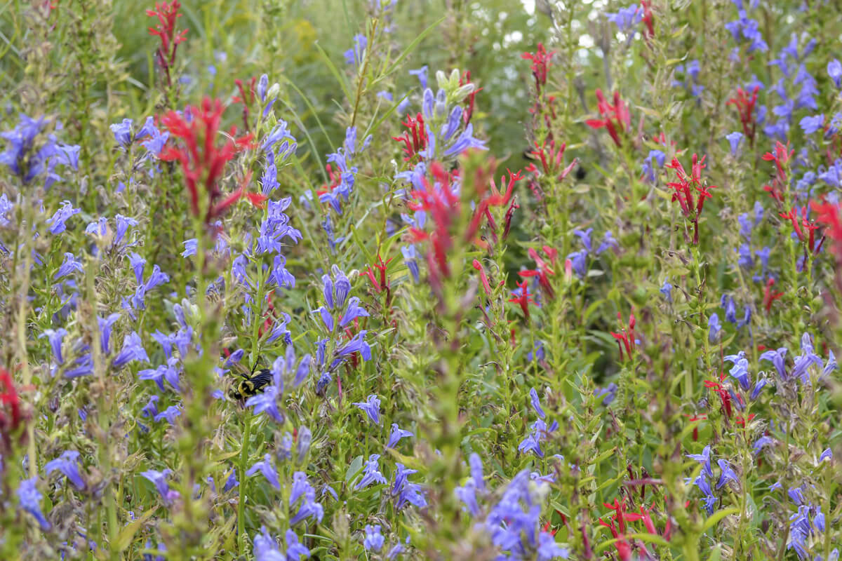 Field of red and purple wildflowers